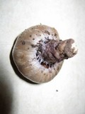 Cortinarius pinguis image