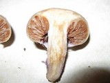 Cortinarius pinguis image