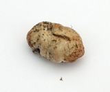 Hydnangium carneum image