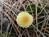 Cystoderma amianthinum image
