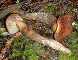 Phaeocollybia redheadii image