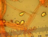 Phaeocollybia redheadii image