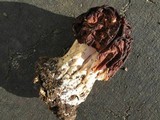 Gyromitra caroliniana image