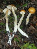 Cortinarius pluvius image