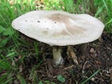 Agaricus arvensis image