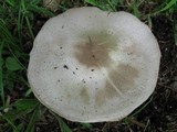 Agaricus arvensis image
