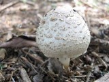 Agaricus arvensis image