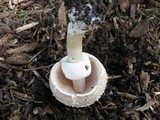 Agaricus arvensis image