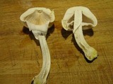 Agaricus arvensis image