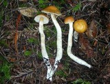 Cortinarius pluvius image