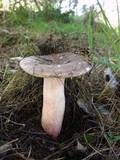 Russula olivacea image