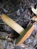 Lactarius volemus image