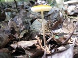 Hymenopellis radicata image