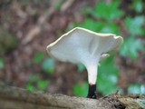 Polyporus leptocephalus image