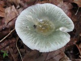 Russula parvovirescens image