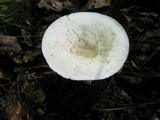 Lactarius piperatus image