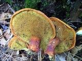 Buchwaldoboletus lignicola image