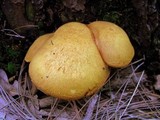 Buchwaldoboletus lignicola image