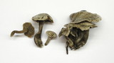 Clitocybe sclerotoidea image