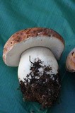 Boletus regineus image