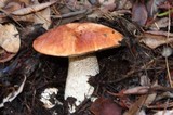 Leccinum manzanitae image