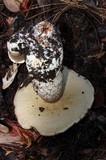 Leccinum manzanitae image