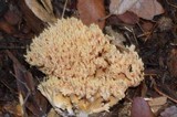 Ramaria formosa image