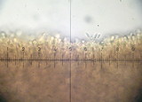 Clitocybe sclerotoidea image