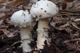 Amanita smithiana image