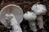 Amanita smithiana image