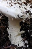 Amanita smithiana image