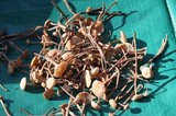 Mycetinis copelandii image