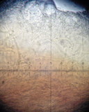 Clitocybe sclerotoidea image