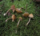 Galerina uncialis image