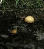 Galerina uncialis image