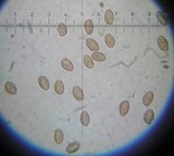 Galerina uncialis image
