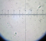 Clitocybe sclerotoidea image