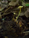 Mycena crocea image