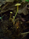 Mycena crocea image