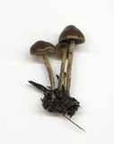 Psilocybe phyllogena image