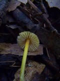 Mycena crocea image