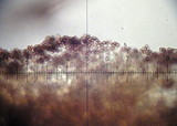 Psilocybe phyllogena image