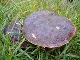 Boletus zelleri image
