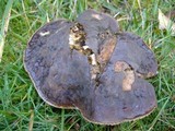 Boletus zelleri image