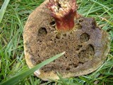 Boletus zelleri image