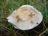 Hebeloma crustuliniforme image