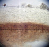 Psilocybe phyllogena image