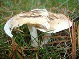 Hebeloma crustuliniforme image