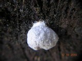 Reticularia lycoperdon image