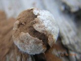 Reticularia lycoperdon image